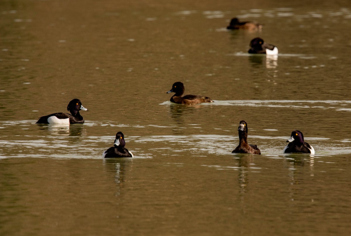 Tufted Duck - ML621019614