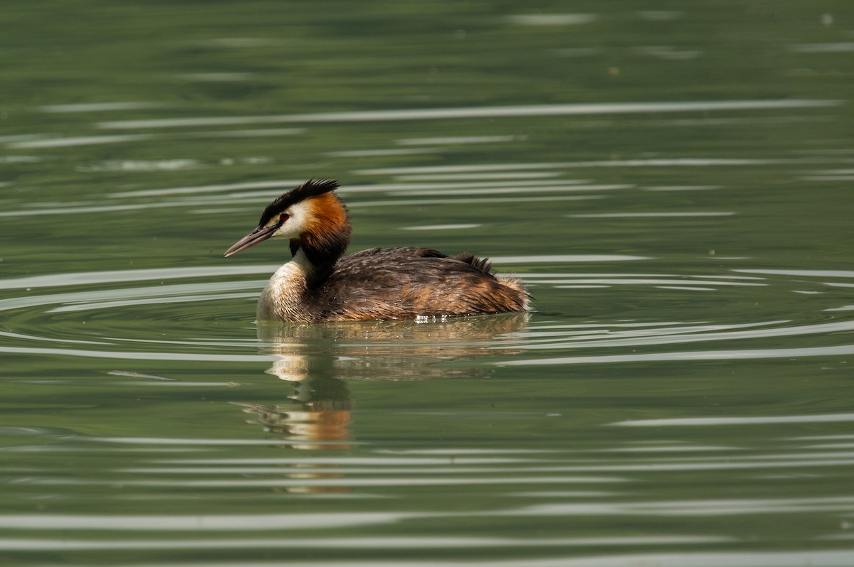 Great Crested Grebe - ML621019641