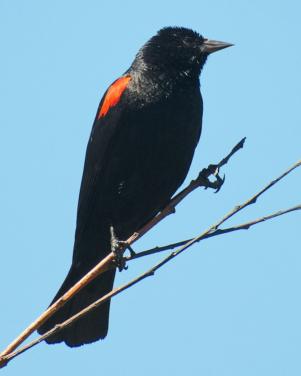 Red-winged Blackbird (California Bicolored) - ML621019657