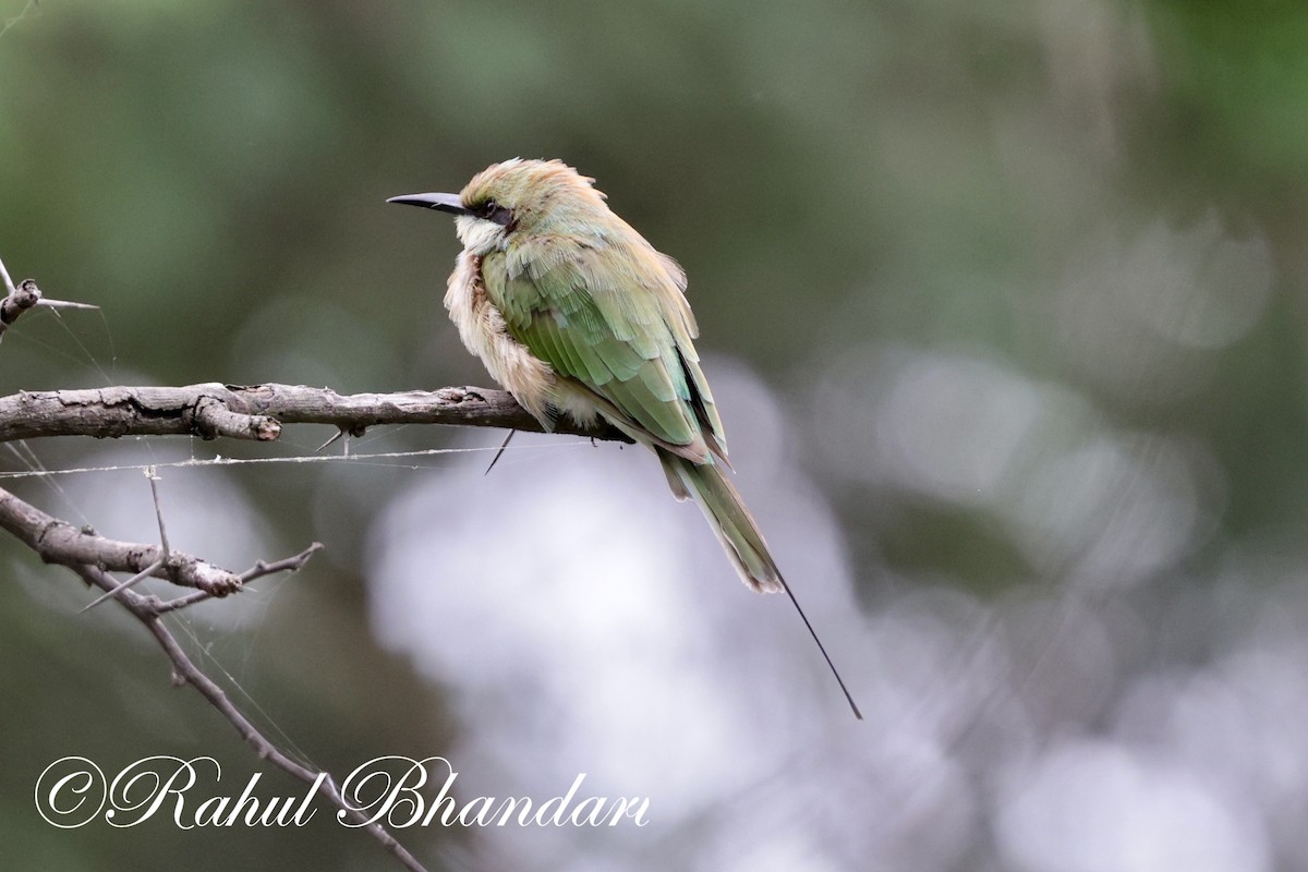 Asian Green Bee-eater - ML621019681