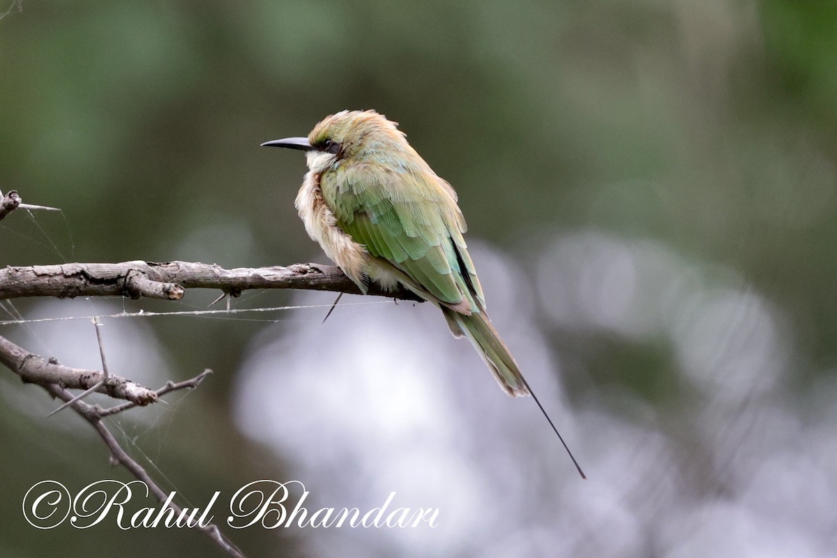 Asian Green Bee-eater - ML621019682