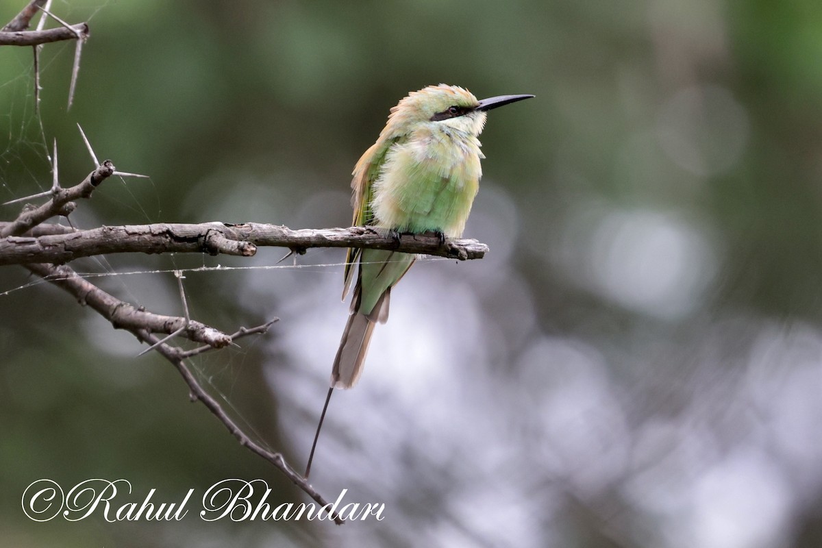 Asian Green Bee-eater - ML621019683