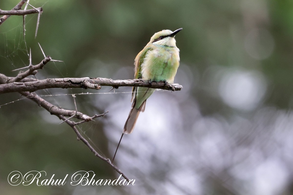 Asian Green Bee-eater - ML621019684
