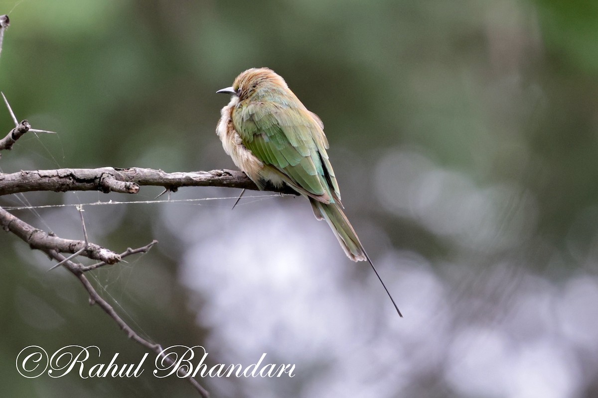 Asian Green Bee-eater - ML621019685