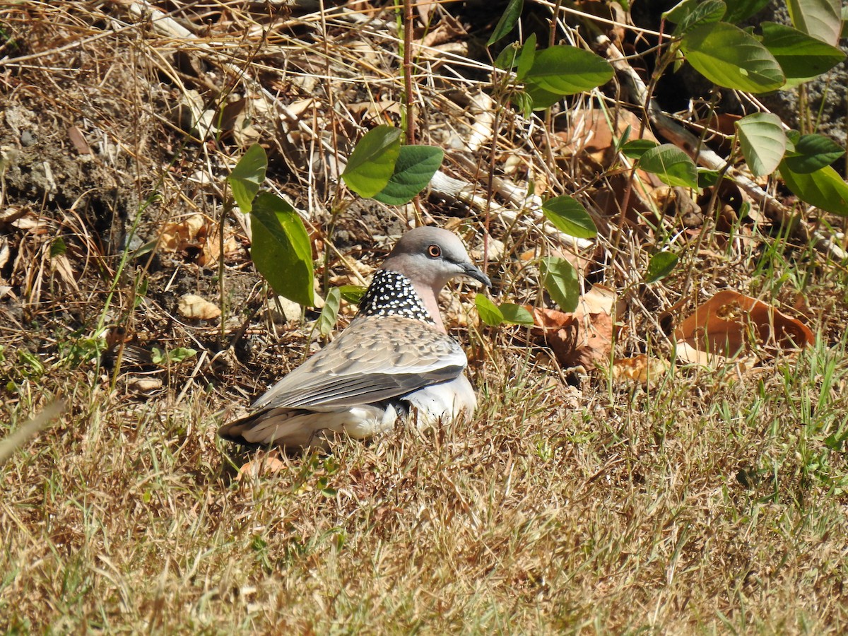 Spotted Dove - ML621019695