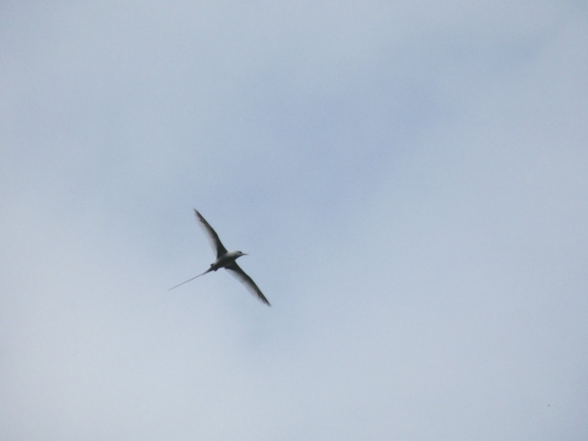 White-tailed Tropicbird - ML621019703