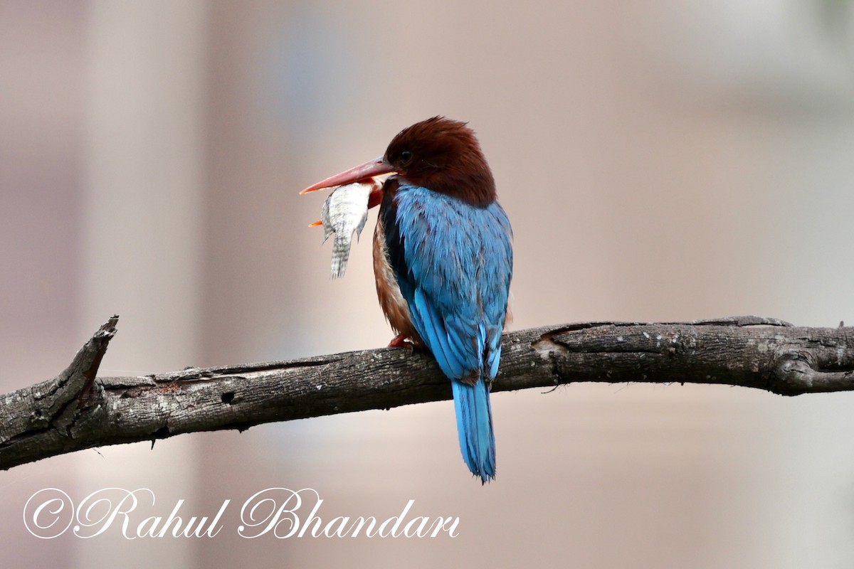 White-throated Kingfisher - Rahul Bhandari