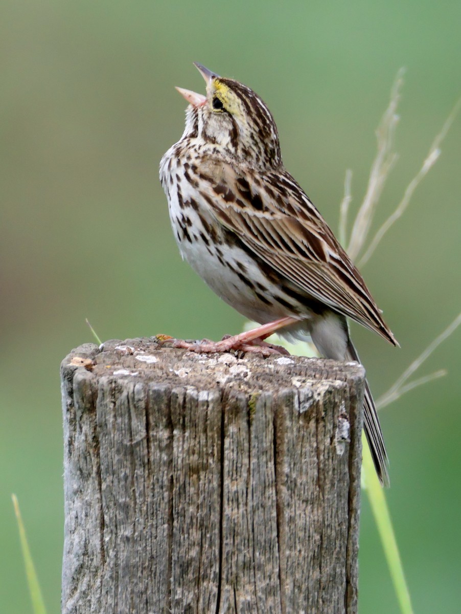 Savannah Sparrow - ML621019718