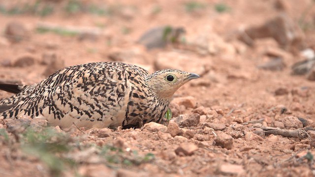 Chestnut-bellied Sandgrouse - ML621019719