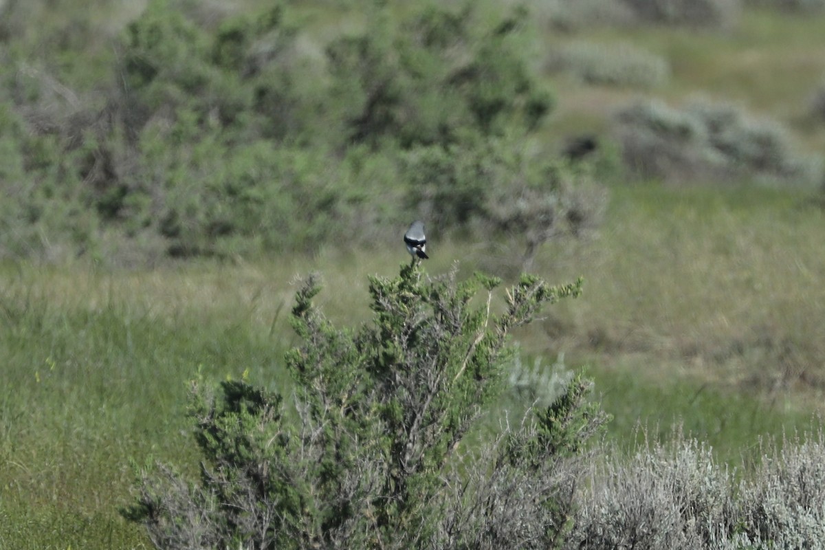 Loggerhead Shrike - ML621019725