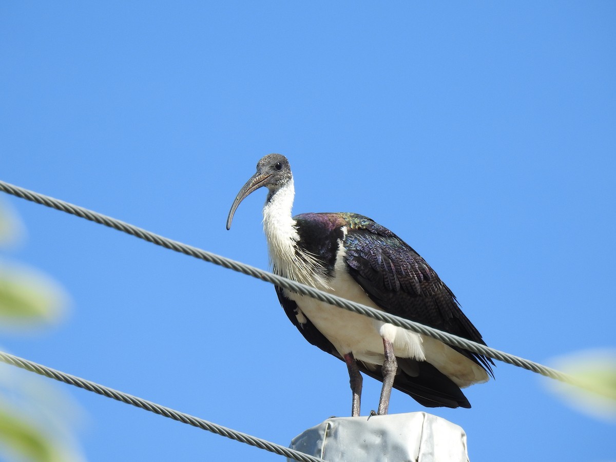ibis slámokrký - ML621019733