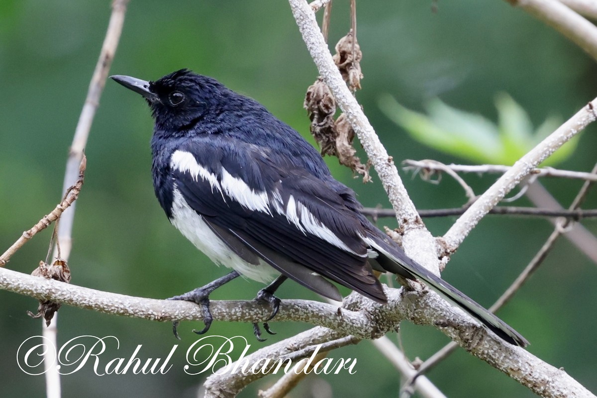 Oriental Magpie-Robin - ML621019741