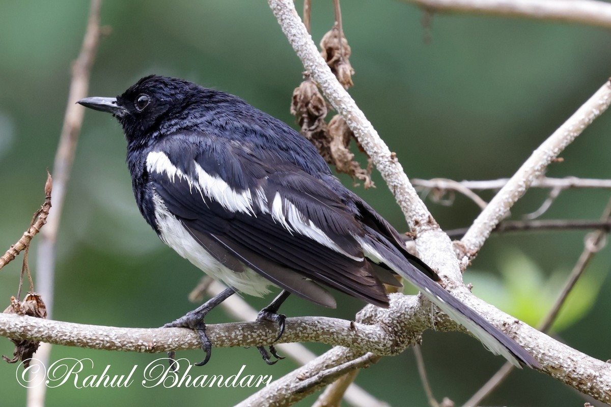 Oriental Magpie-Robin - Rahul Bhandari