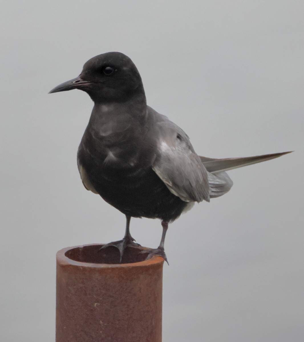 Black Tern - ML621019782
