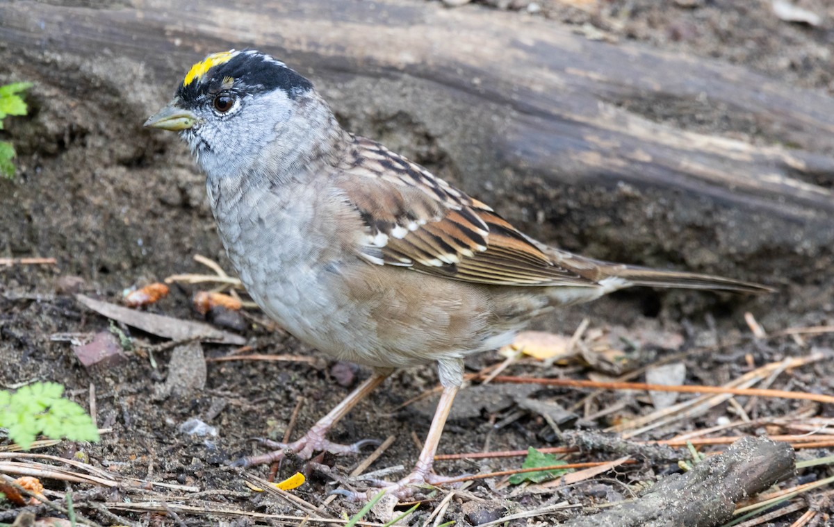 Golden-crowned Sparrow - ML621019796
