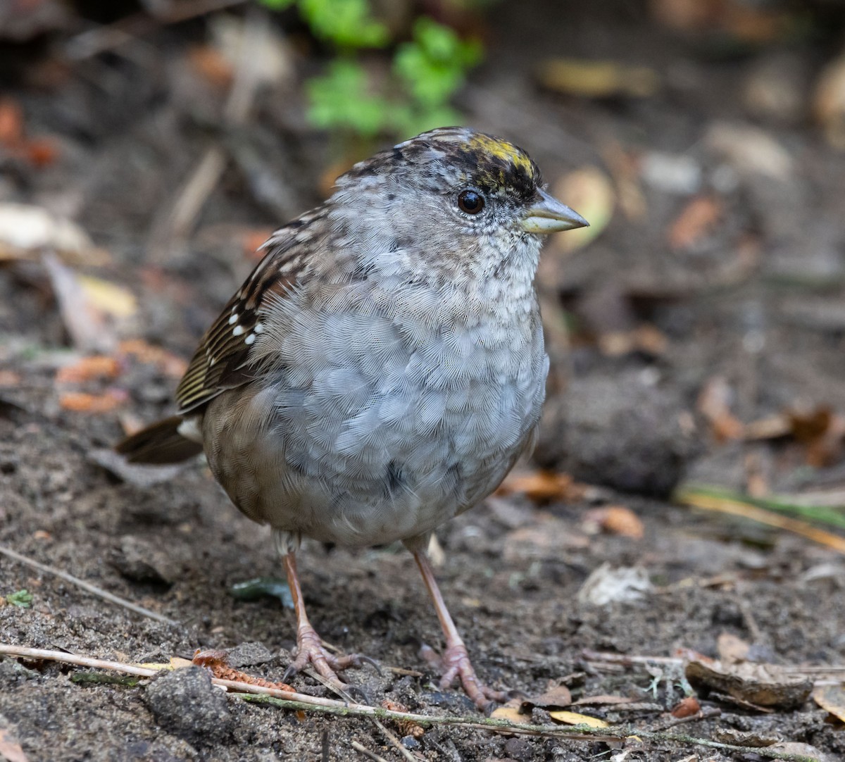 Golden-crowned Sparrow - ML621019816