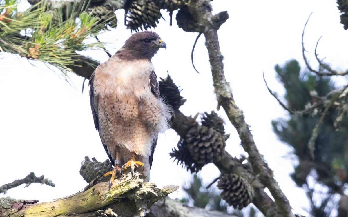 Red-tailed Hawk - ML621019817