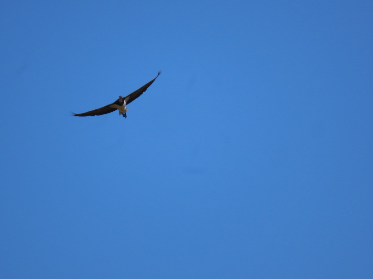 ibis slámokrký - ML621019819