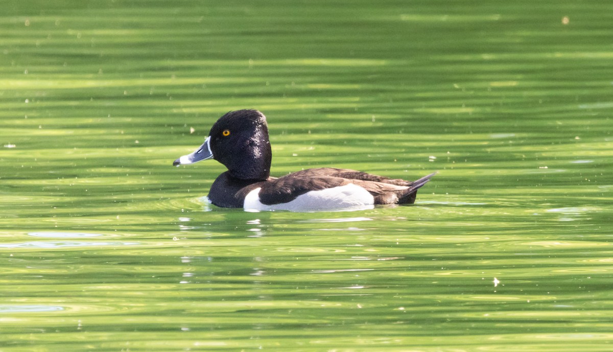 Ring-necked Duck - ML621019822