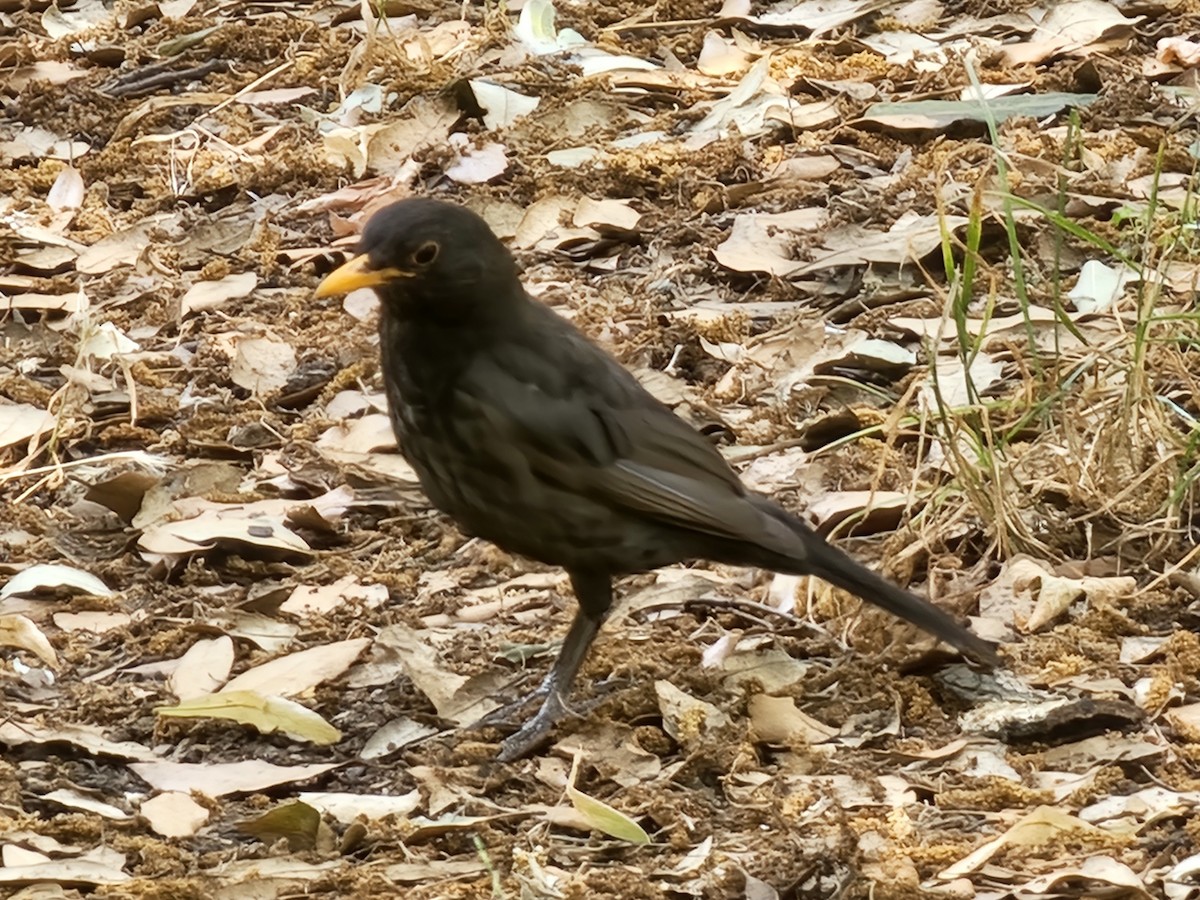Eurasian Blackbird - ML621019832