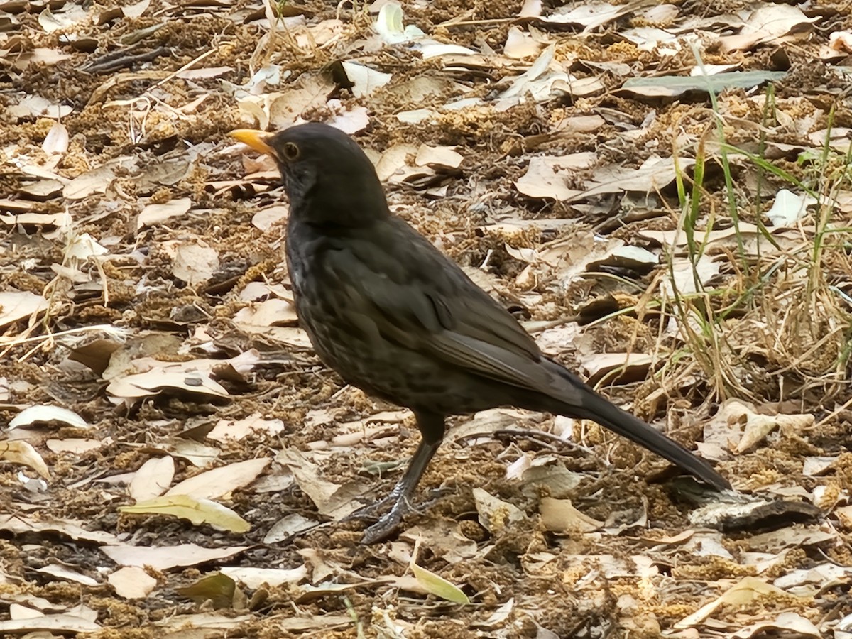 Eurasian Blackbird - ML621019835