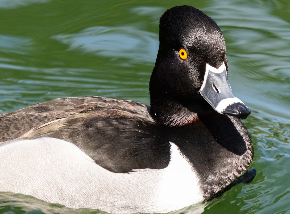 Ring-necked Duck - ML621019839