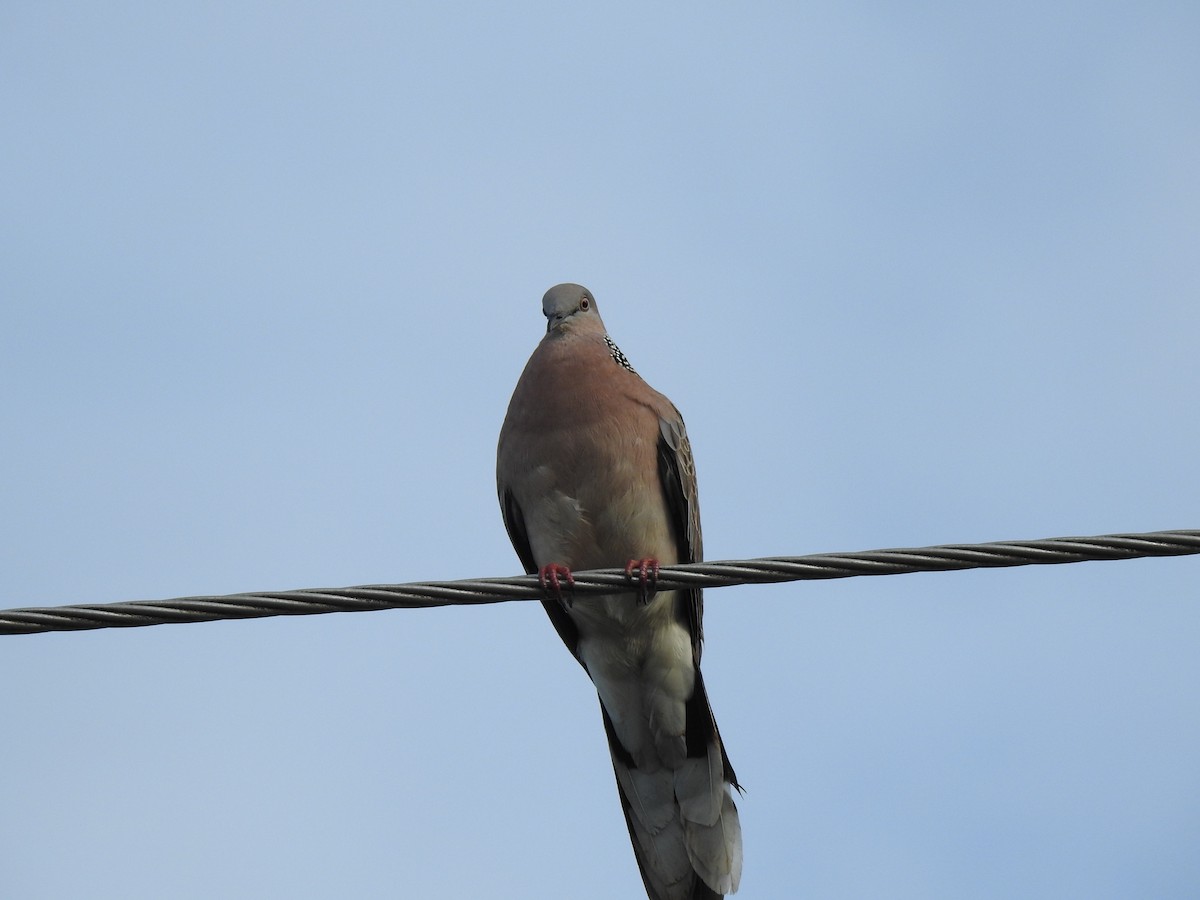 Spotted Dove - ML621019843
