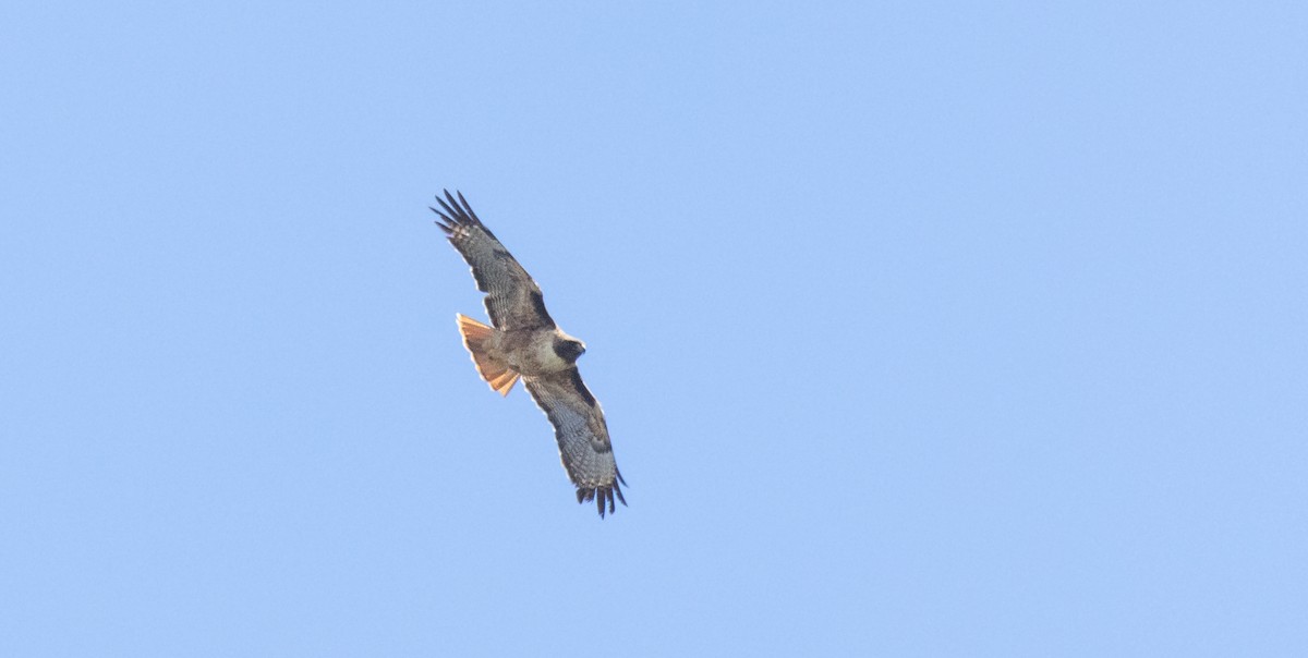 Red-tailed Hawk - ML621019855