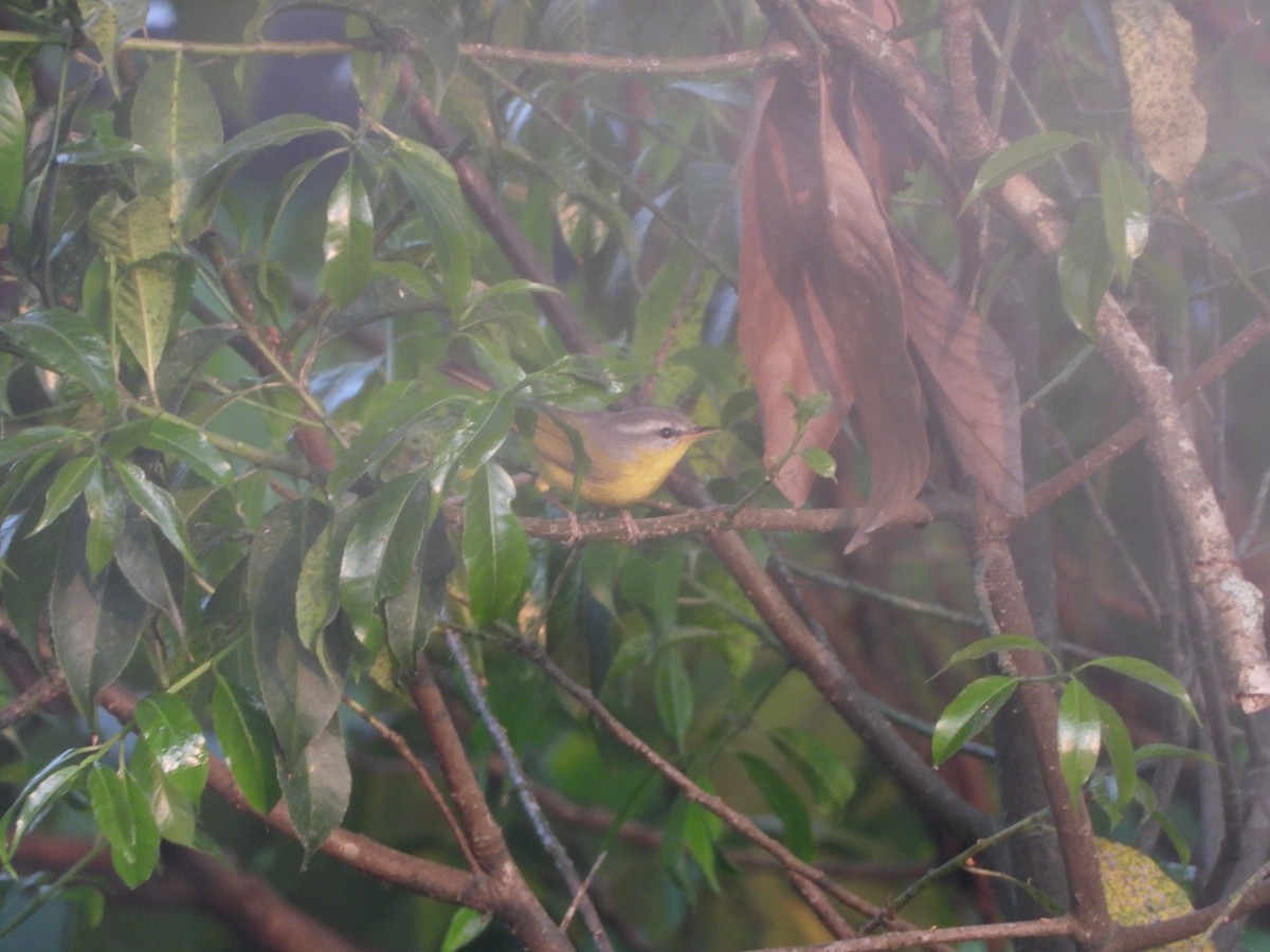 Gray-hooded Warbler - david Sautebin