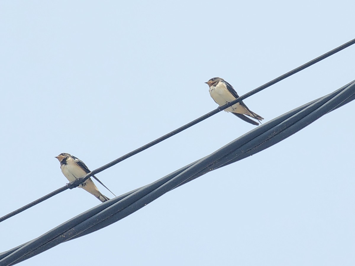 Barn Swallow (White-bellied) - ML621019964