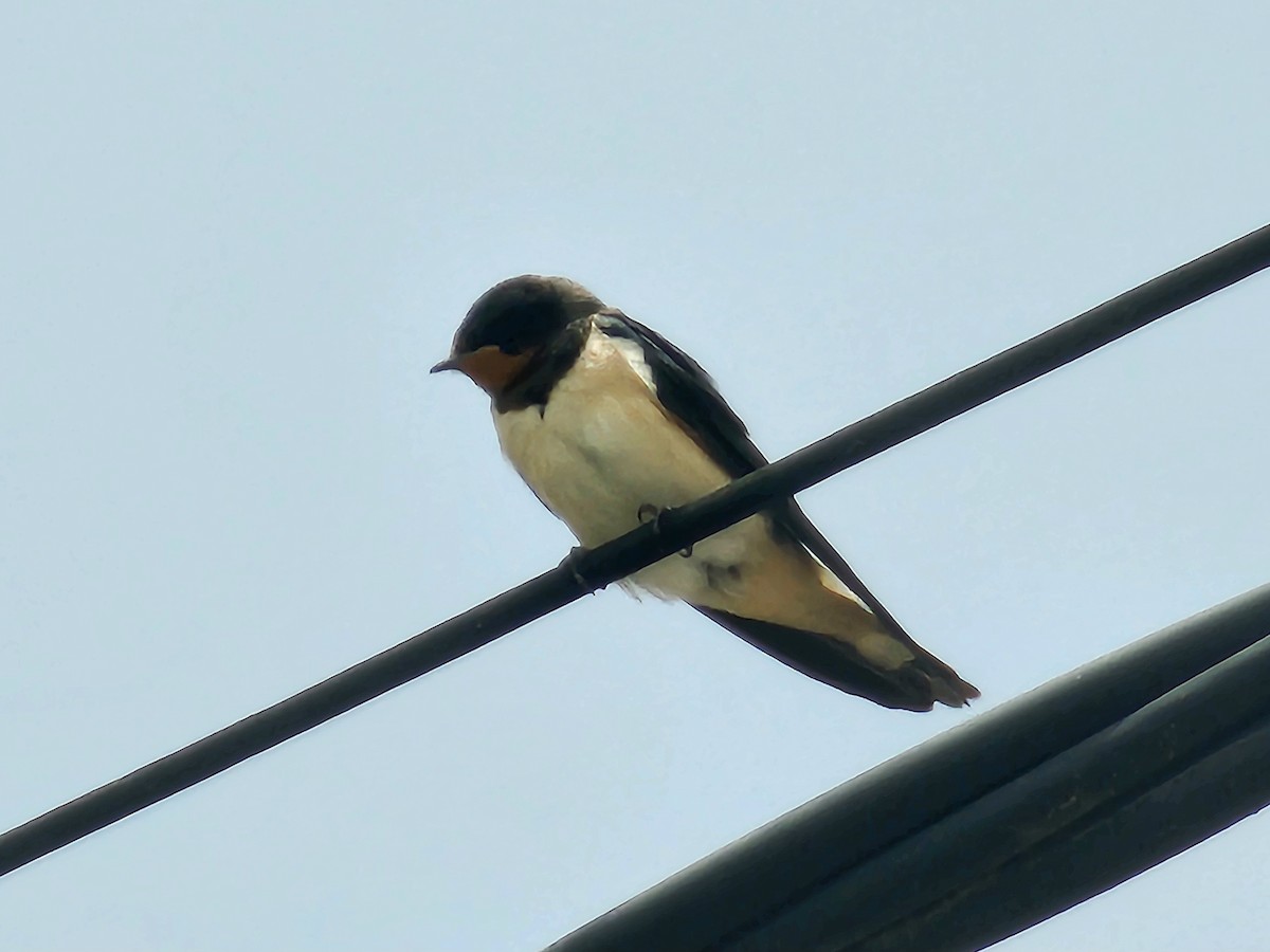 Barn Swallow (White-bellied) - ML621019965