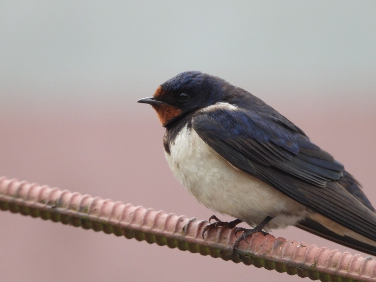 Barn Swallow - ML621019983