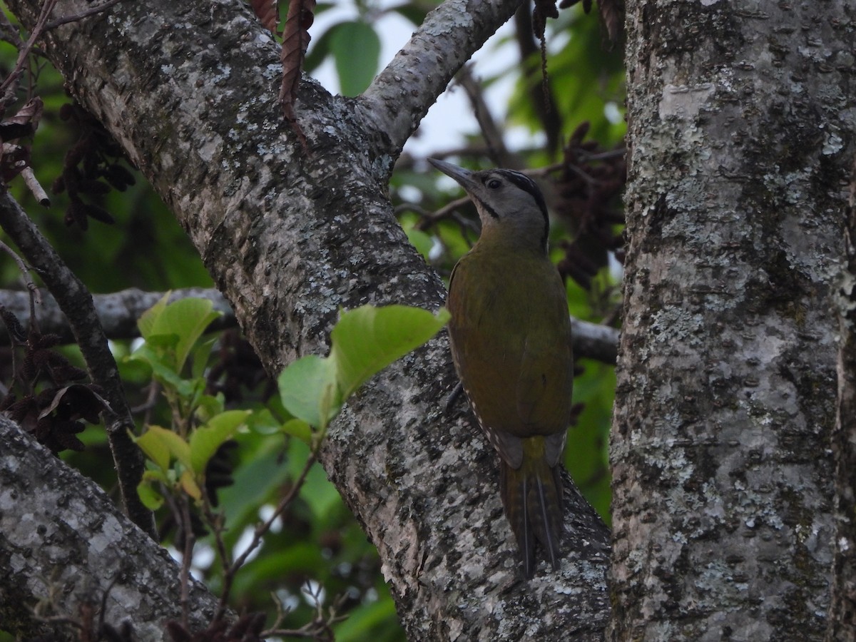 Gray-headed Woodpecker - david Sautebin