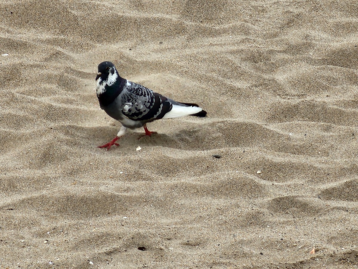 Rock Pigeon (Feral Pigeon) - ML621020007