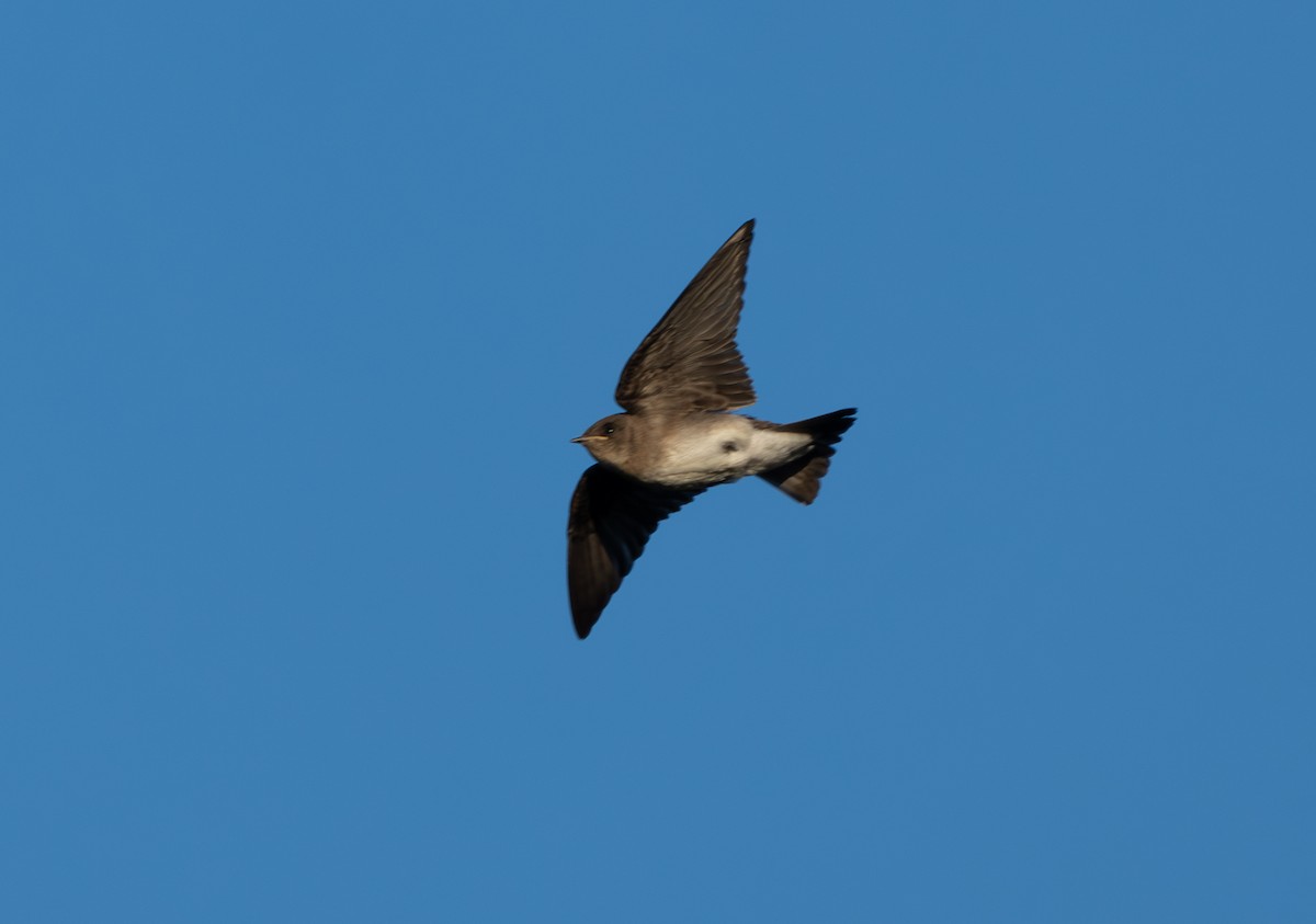 Northern Rough-winged Swallow - ML621020030