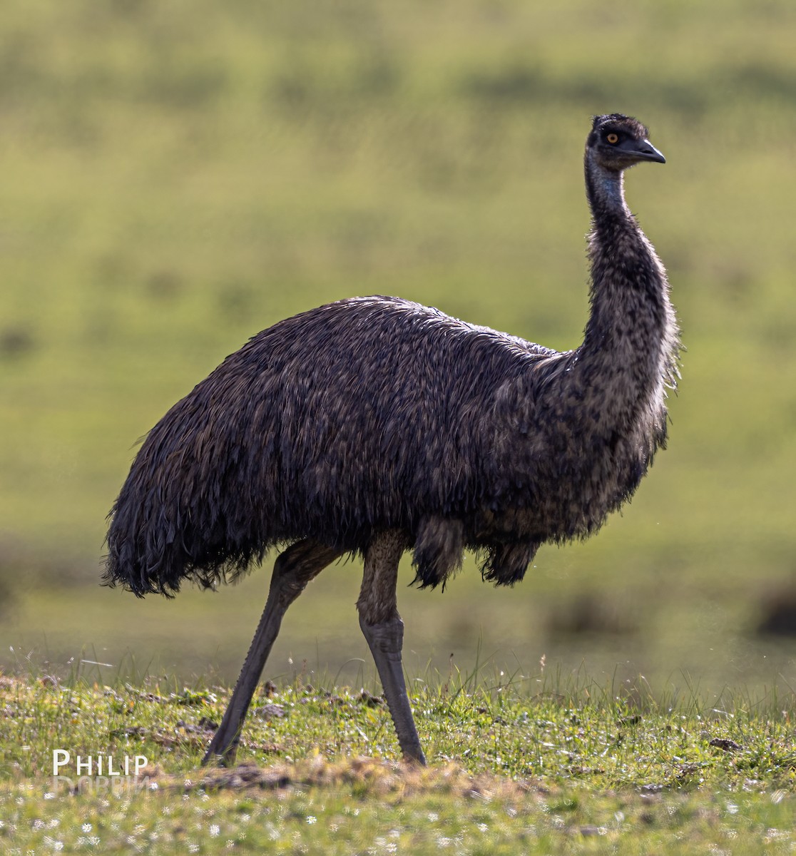 emu hnědý - ML621020137
