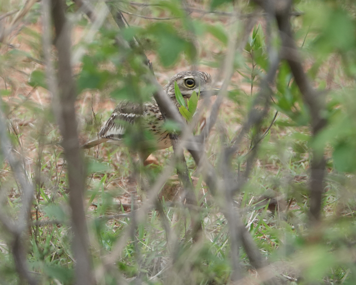 Indian Thick-knee - ML621020151