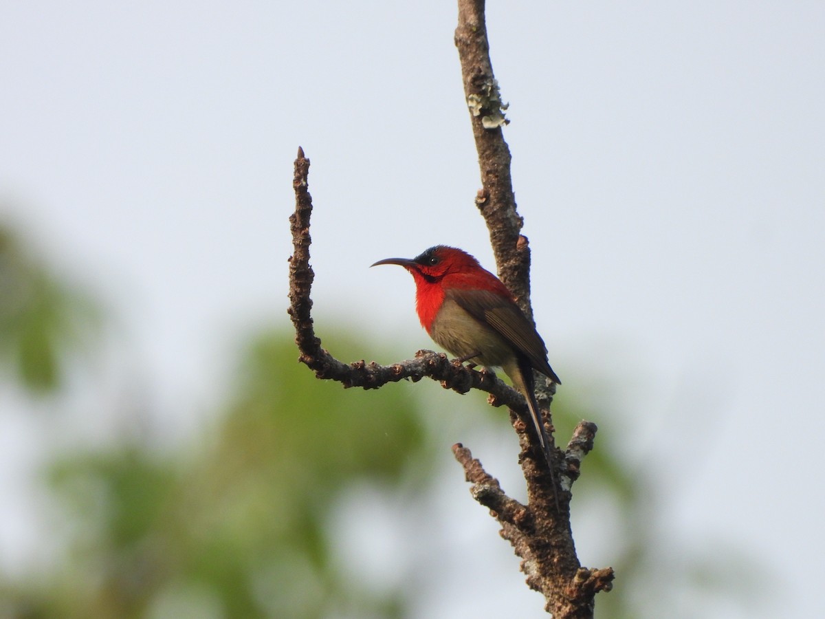 Crimson Sunbird - ML621020185