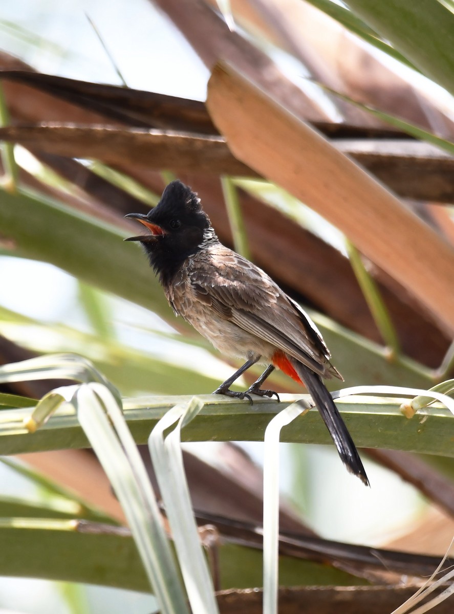 Red-vented Bulbul - ML621020189