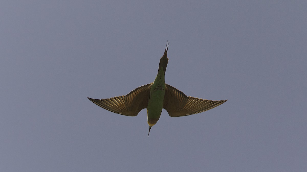 Blue-cheeked Bee-eater - ML621020202