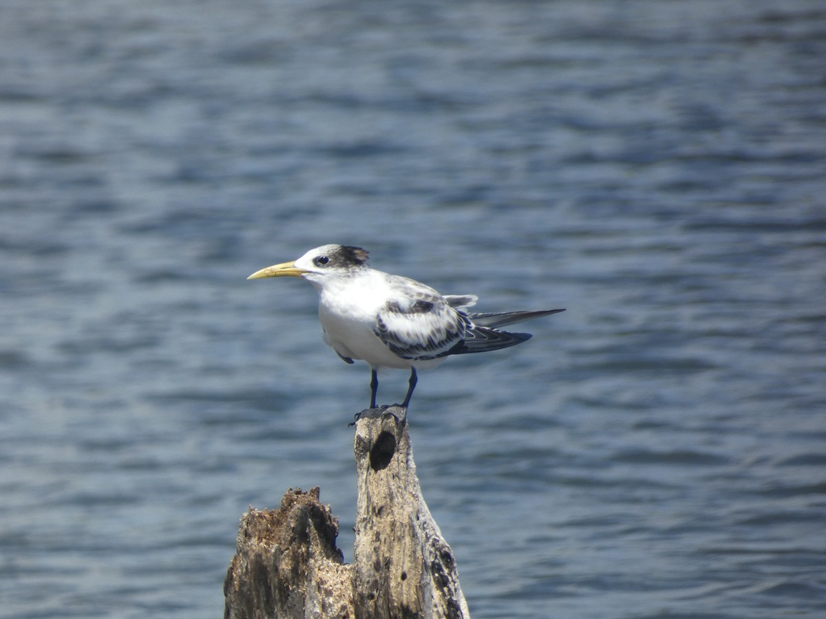 Great Crested Tern - ML621020207