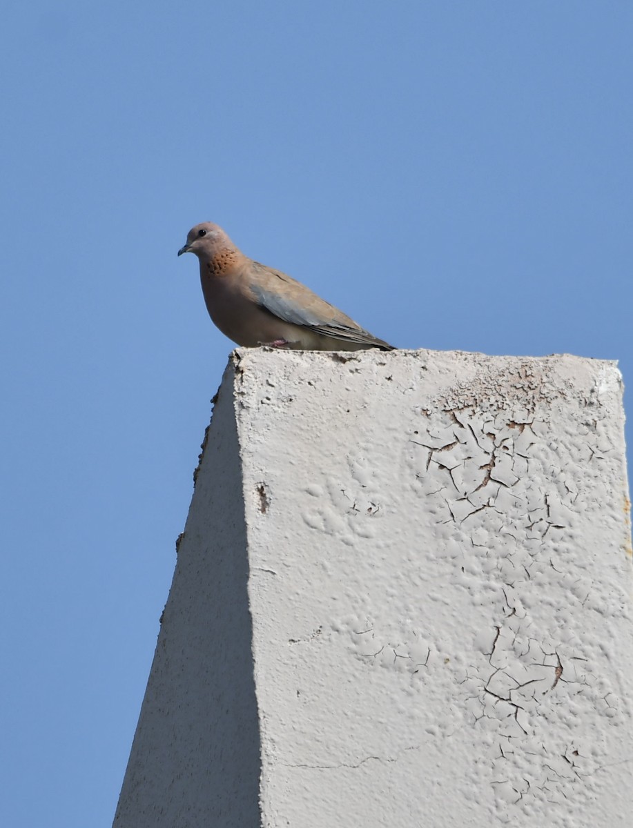 Laughing Dove - ML621020210