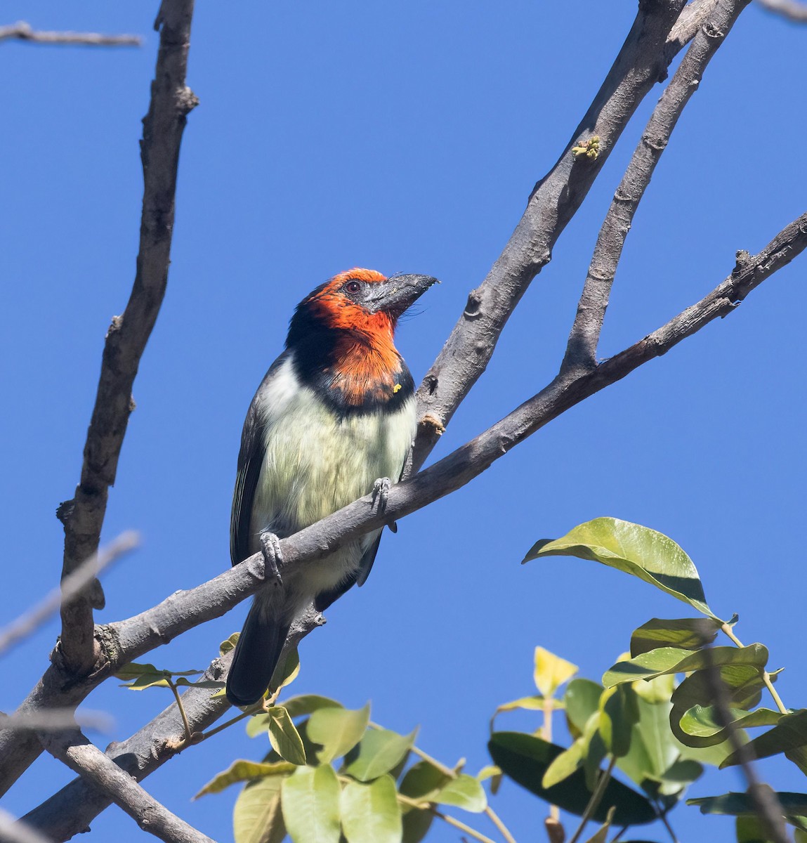 Black-collared Barbet - Louise Summerhayes
