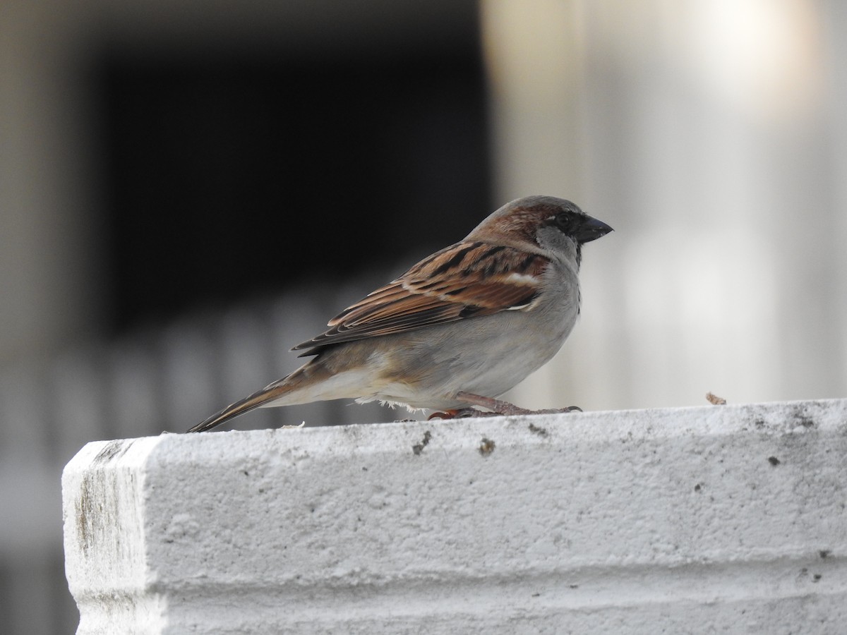 House Sparrow - ML621020218