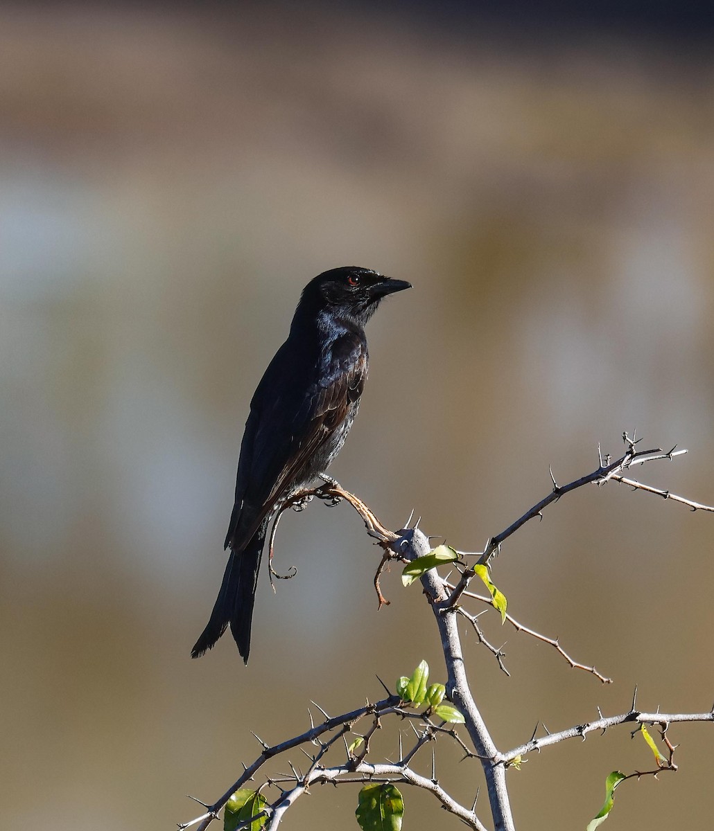 Fork-tailed Drongo - ML621020223