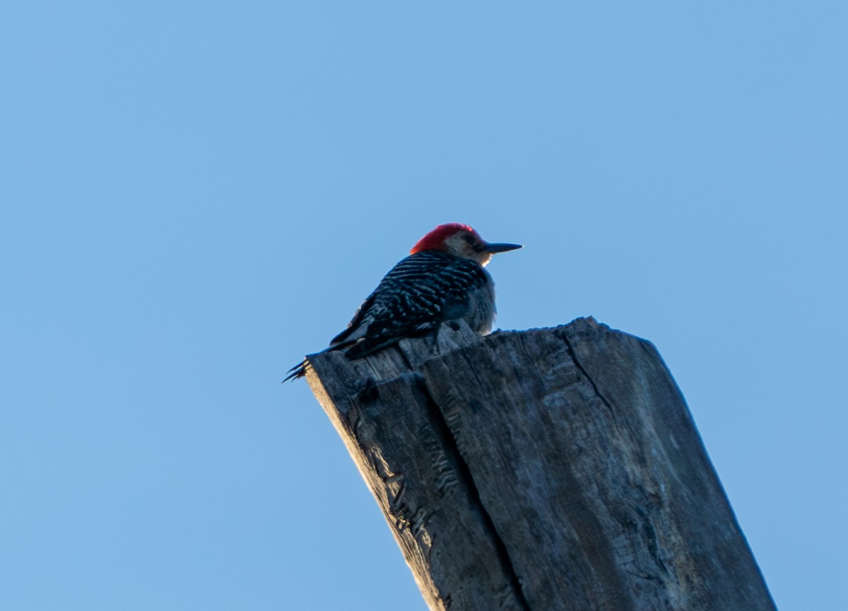 Red-bellied Woodpecker - ML621020231