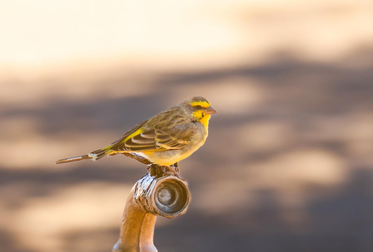 Yellow-fronted Canary - ML621020236