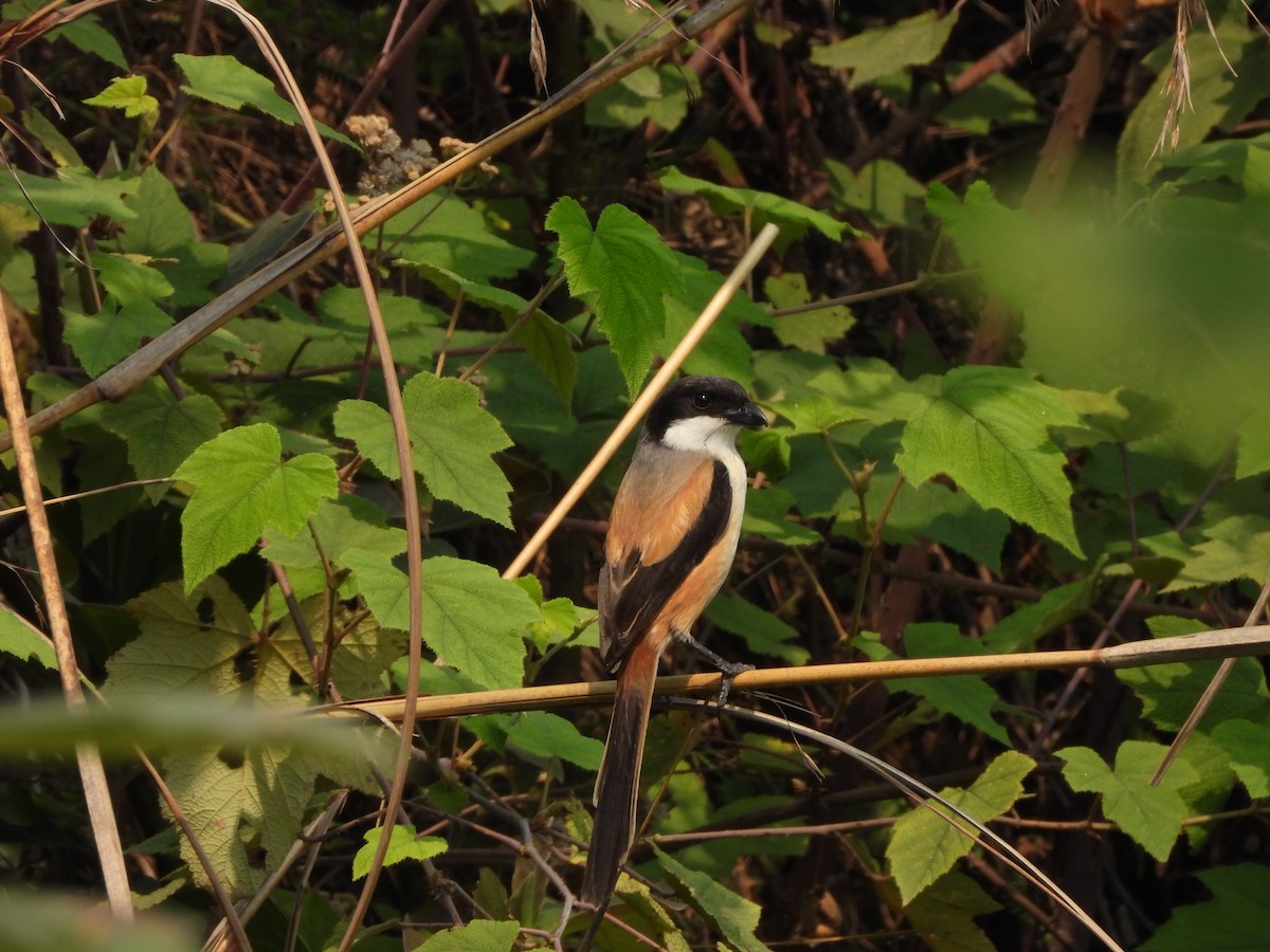 Long-tailed Shrike (tricolor/longicaudatus) - david Sautebin