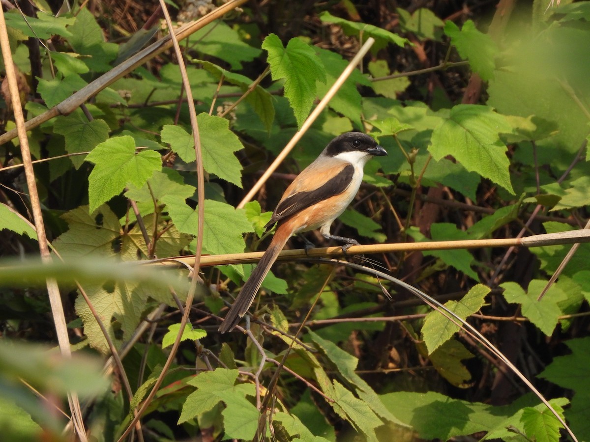 Long-tailed Shrike (tricolor/longicaudatus) - ML621020256