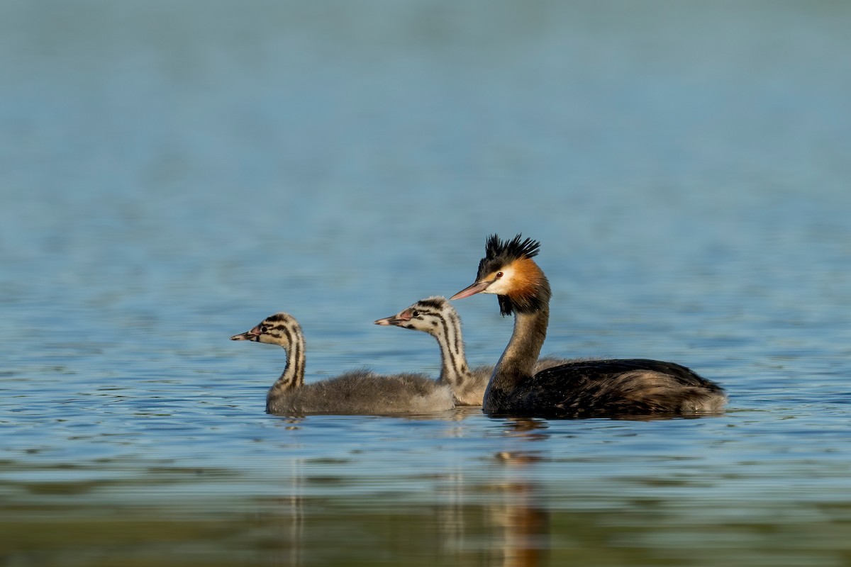 Great Crested Grebe - ML621020270